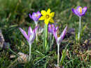 01-crocus-jonquille.jpg